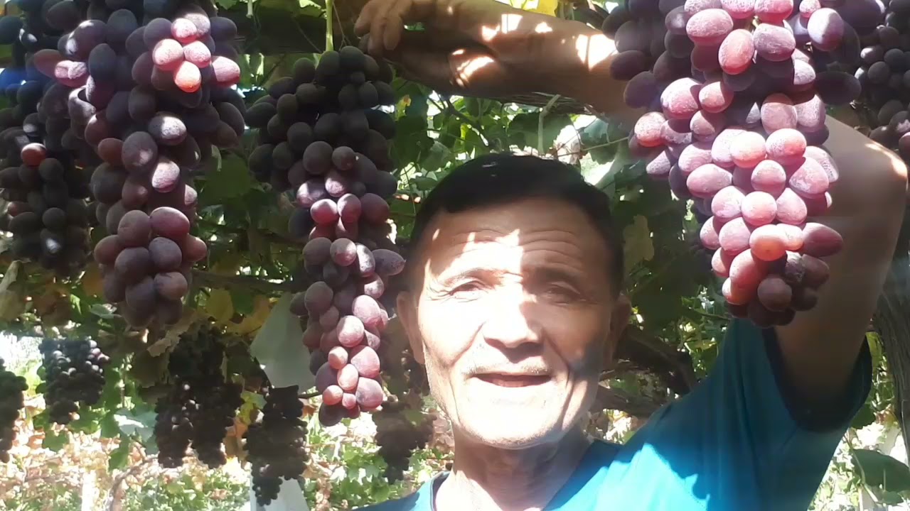 УЗУМЛАРНИ ФАРКИГА БОРИШ..БИЛМАГАНЛАРГА..СОРТ ВИНАГРАДОВ