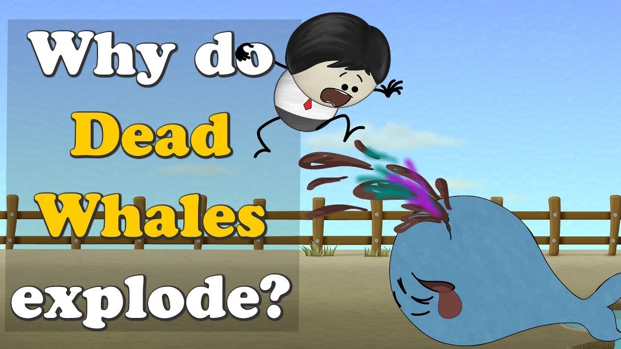Why do Dead Whales Explode? + more videos | #aumsum #kids #science #education #children