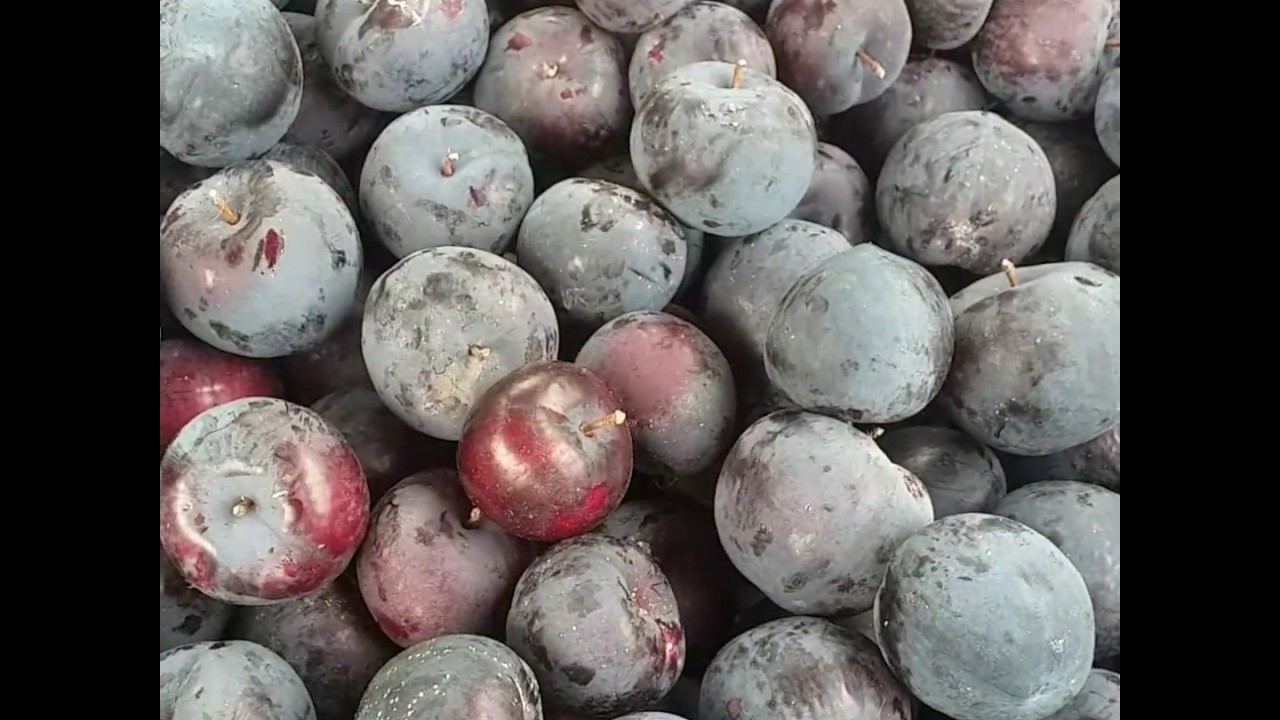 Самый лёжкий сорт диплоидной сливы в мире сорт Анжелино(plum Angelino). Дегустация