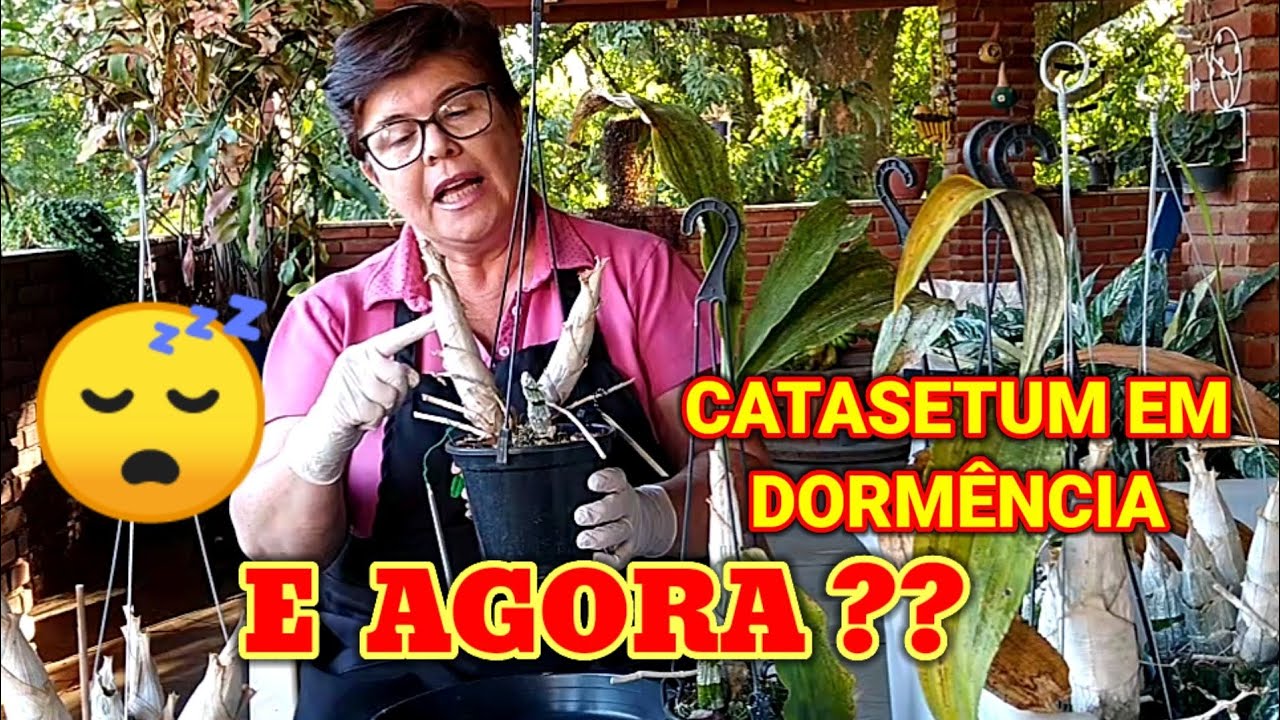 🔴 CATASETUM EM DORMÊNCIA 😴 O QUE FAZER?? IMPORTANTE!!!  PARTE 1 + MUITAS DICAS