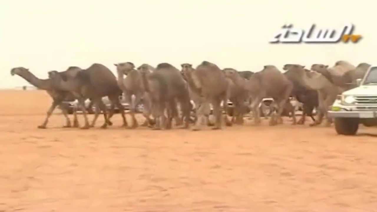 مـنـقـيـة عـبـدالـمـحـسـن الـراجـحـي أداء فــلاح الـمـورقـي