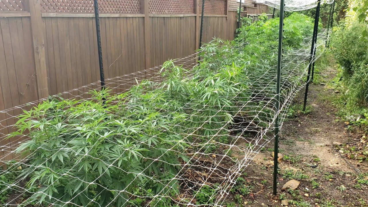 2023 Outdoor Cannabis Garden Tour | Garden Update [#09] - July 2