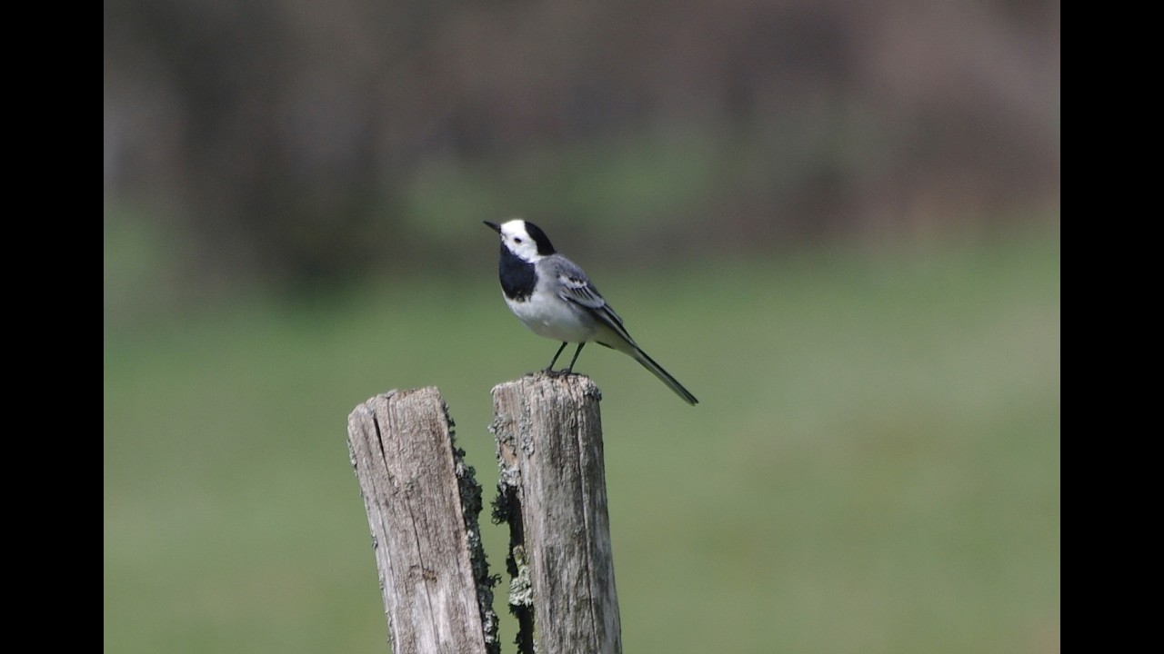 Extrait Film Oiseaux d'eau