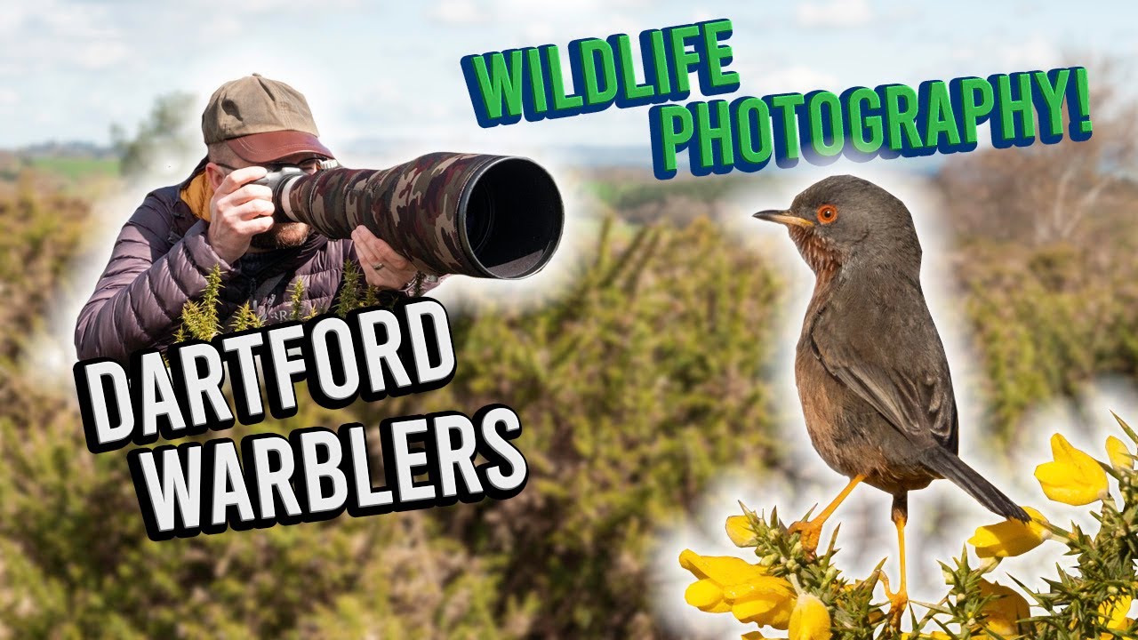 DARTFORD WARBLERS! Wildlife photography in Devon.