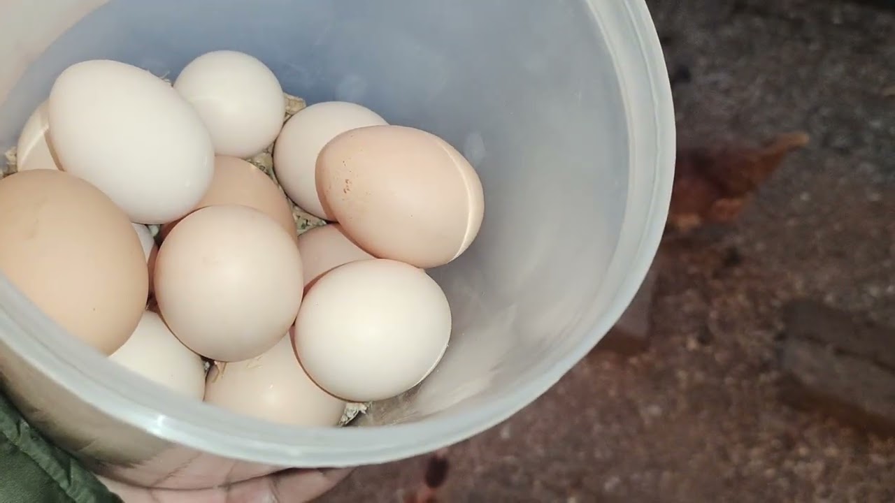 Domestic Poultry Setup | Poultry Farming | Farming | Hens | Organic Farming | Free Range Farming 