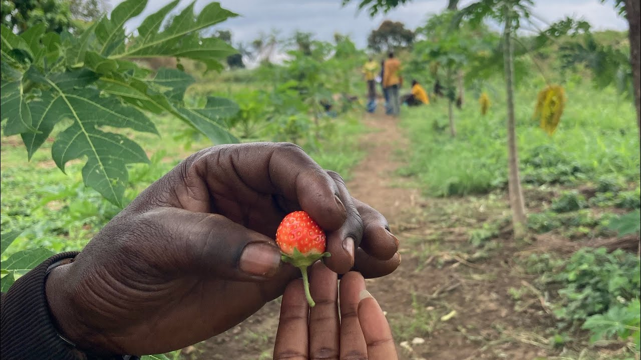 Visite de la ferme Jaune Congo, ferme agro écologique à Kimpese Congo Central 🇨🇩🇨🇩