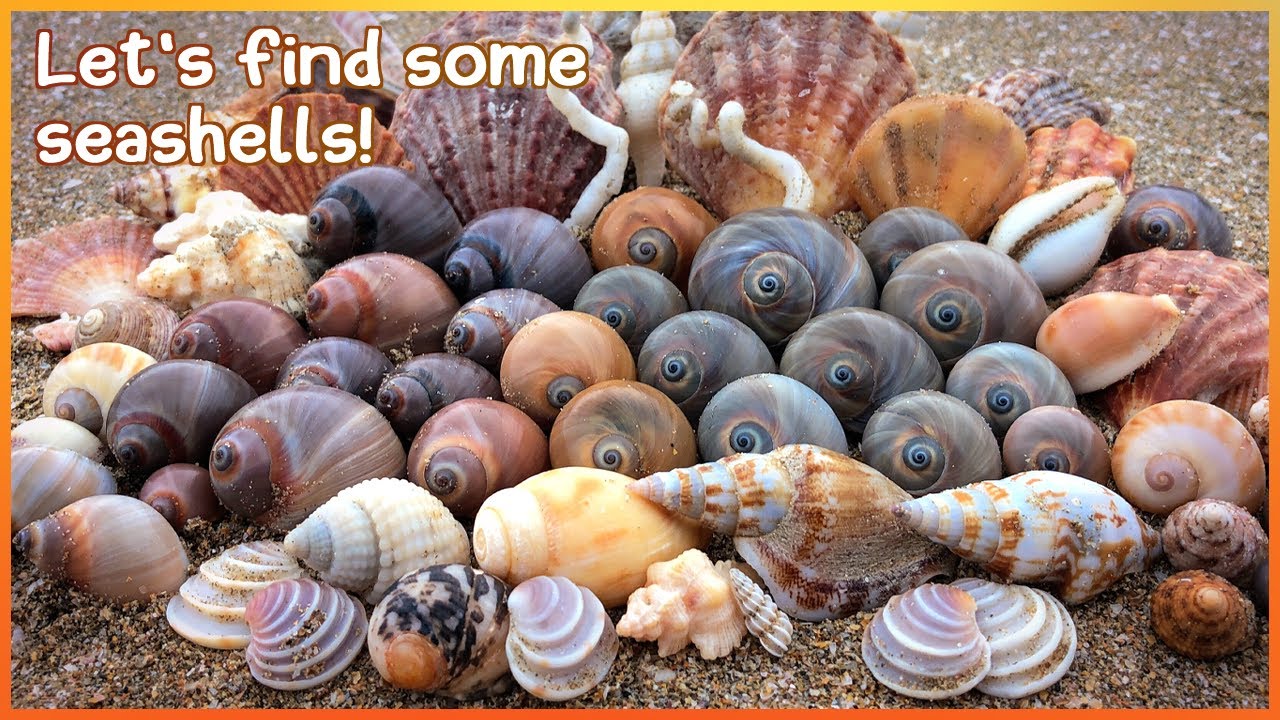 Finding Seashells at Hervey Bay | Hammer Oyster [Virtual Shelling]