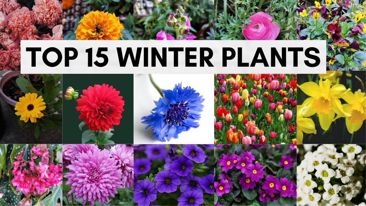 Top 15 Winter Flowering Plants That Are Easy To Grow | Best Flowering Plants for Winter