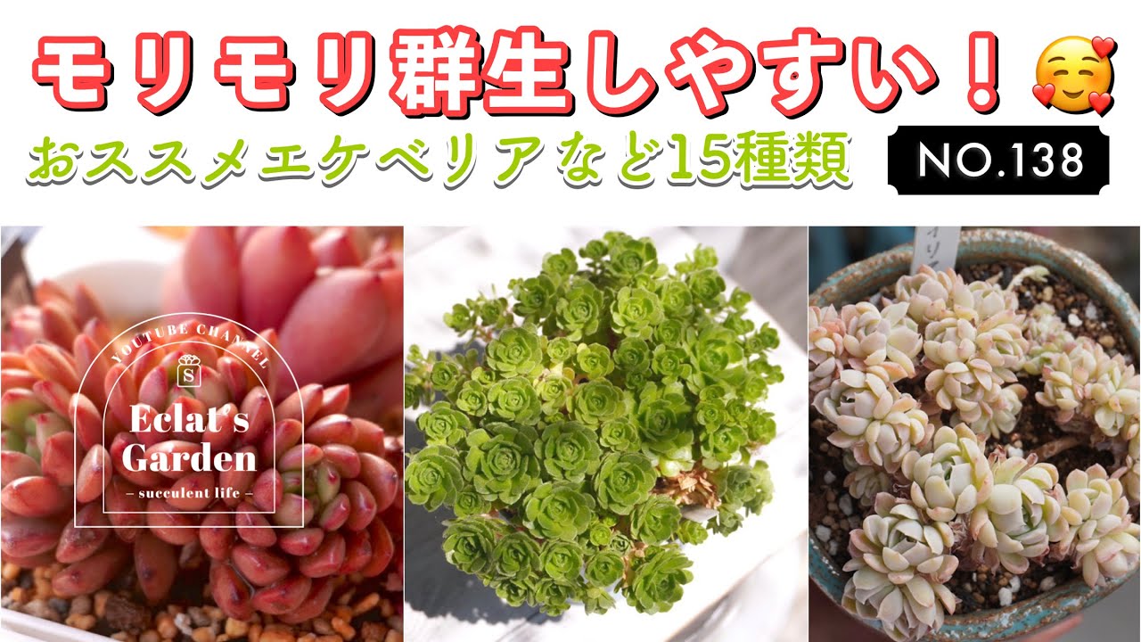 NO.138【多肉植物】丼に最適！多肉狩りの参考にどうぞ！