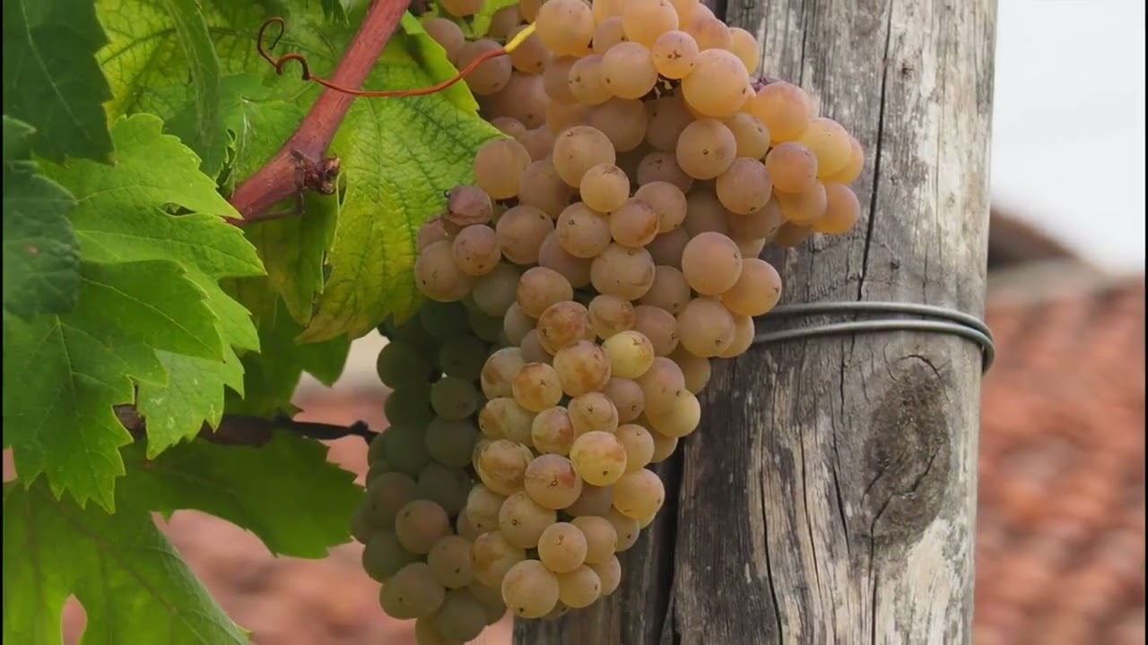 Loranzè, nascita di una vigna
