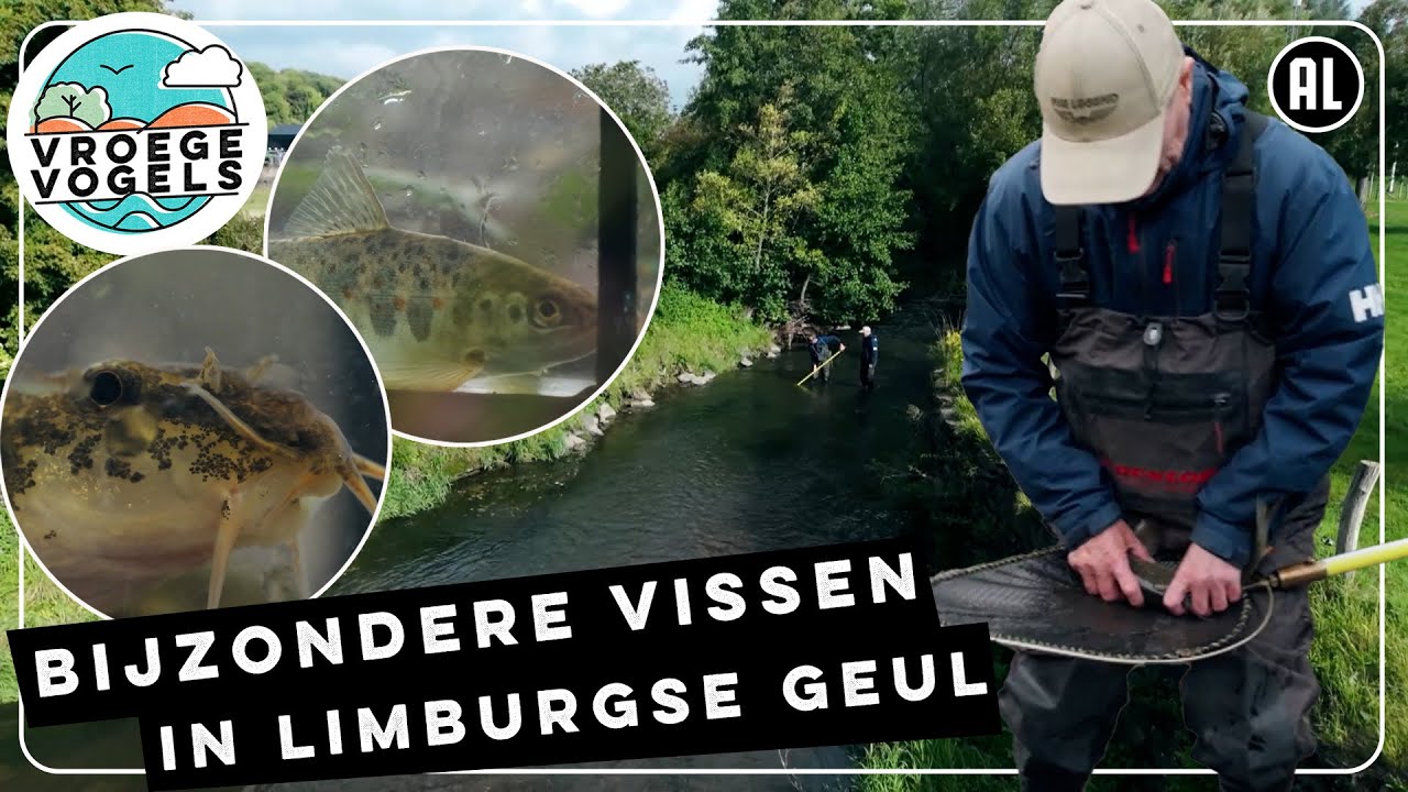 Snelstromende beek vol bijzondere vissoorten | TV | Vroege Vogels
