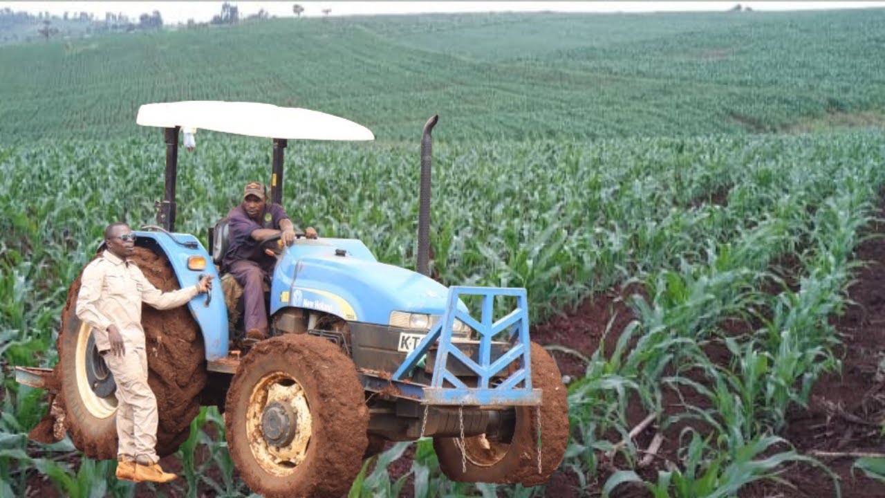 How to Start a Simple Profitable Maize Farm