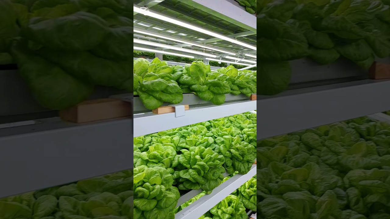 Indoor Farming Success | Lettuce Cultivation Step by Step #indoorgardening #indoorfarming #lightfarm
