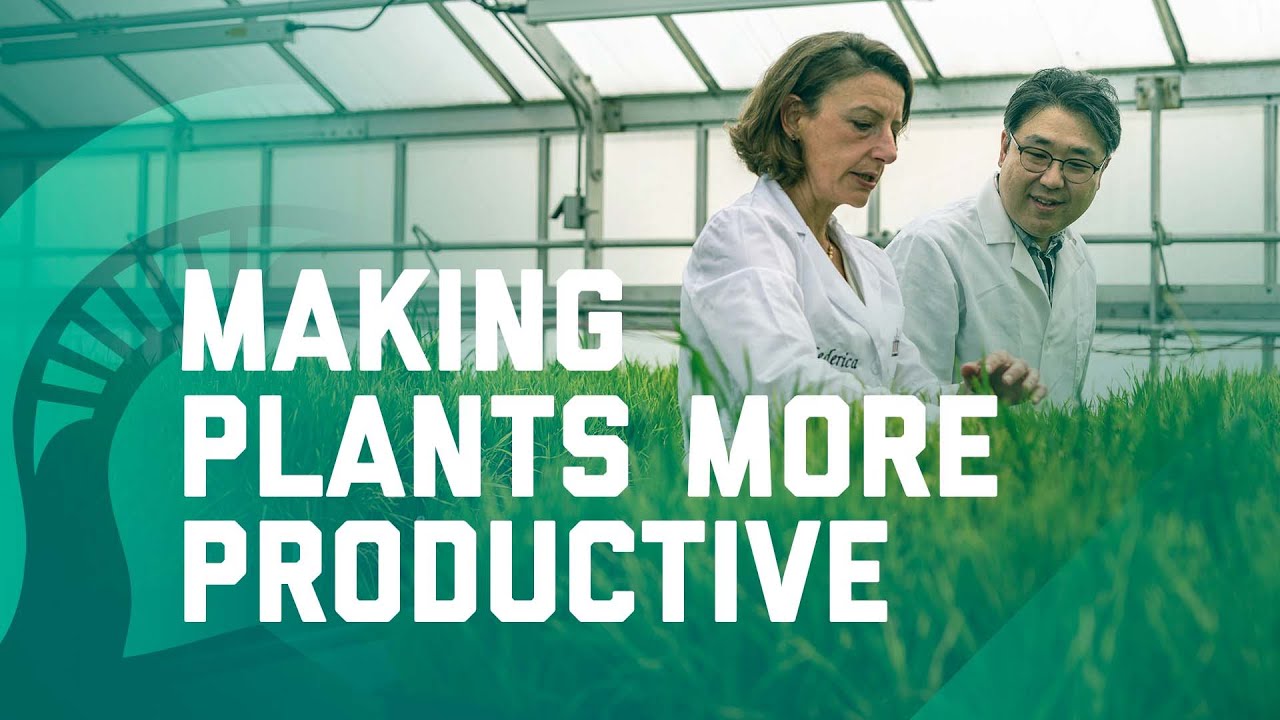 Making Plants More Productive | Excellence for Impact