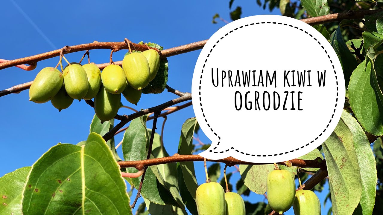 Uprawiam kiwi w ogrodzie- czy warto