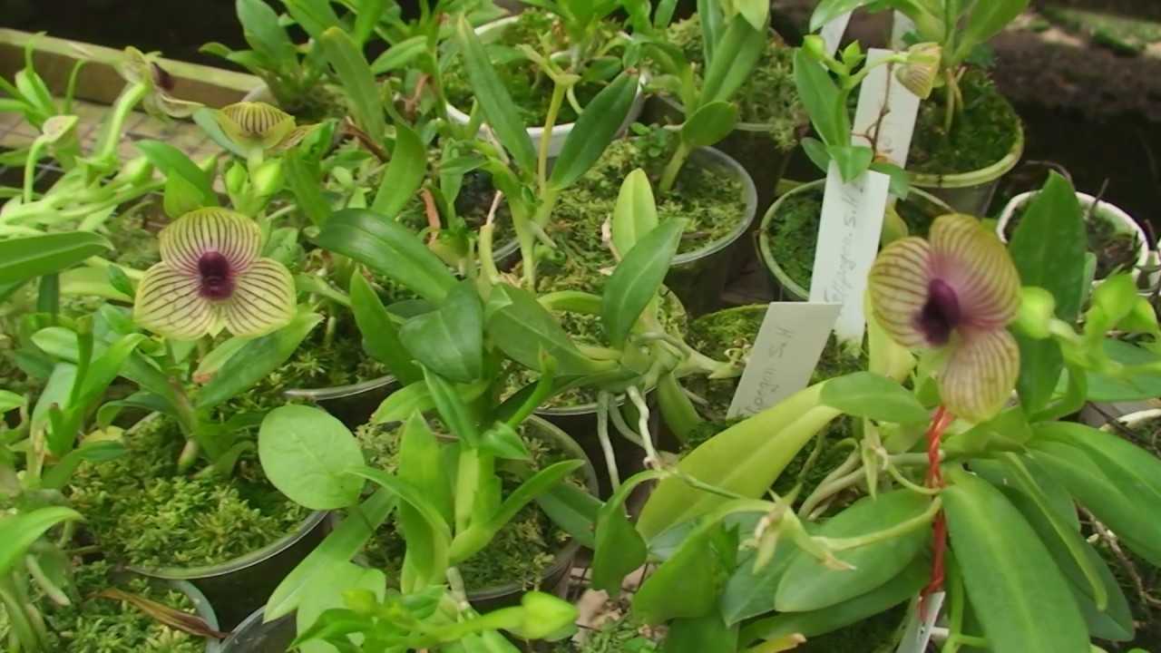 Peru 2009 part 1 Lima - Andes