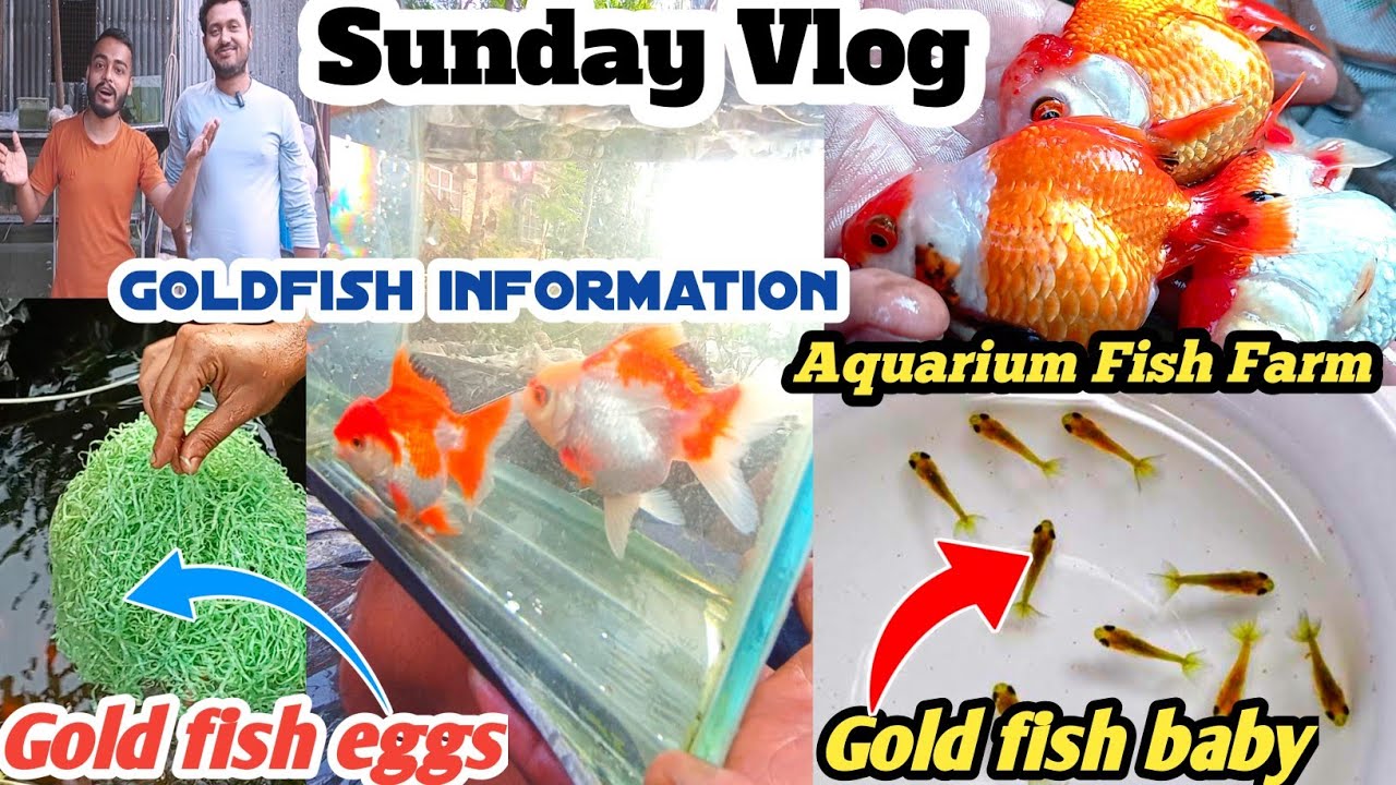Goldfish Farm | Goldfish breeding | Gold fish food | fish Baby | Fish farm | Gold fish tank mates