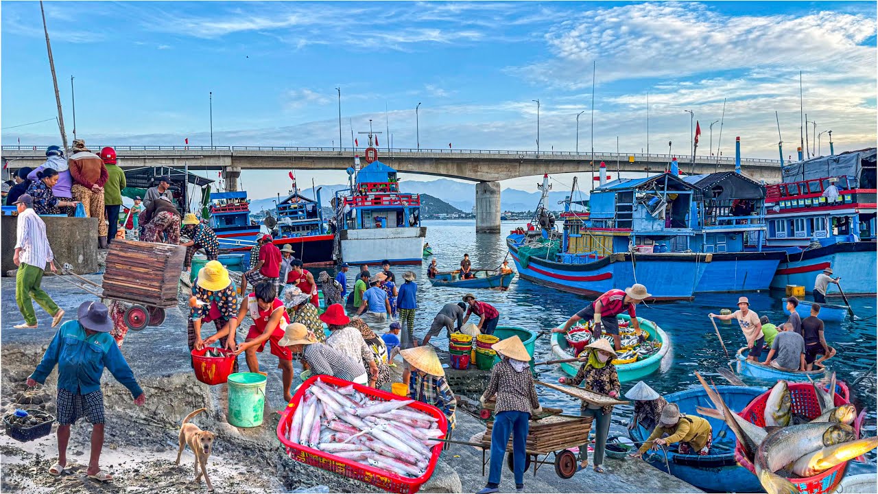 Lưới Rút Ninh Chử Trúng 3 Tấn Cá Nục Gai | Ngập Tràn Hải Sản Chợ Nại Ninh Thuận Cũ