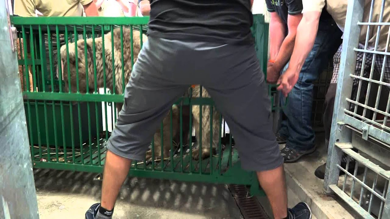 Příjezd samic medvěda plavého do Zoo Hluboká