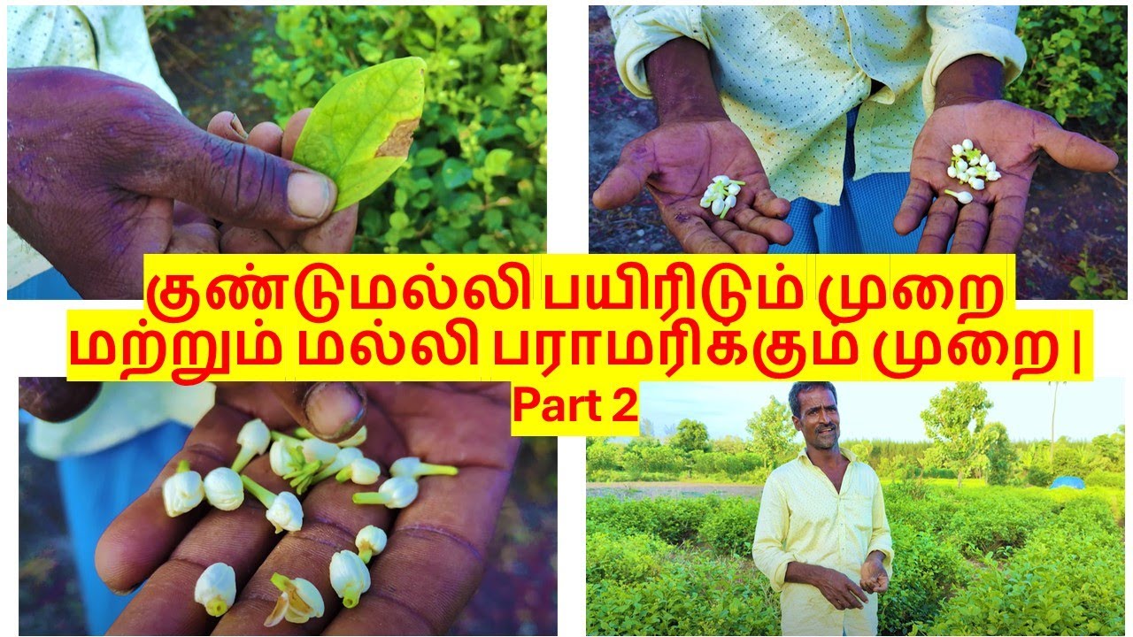 குண்டுமல்லி பயிரிடும் முறை மற்றும் பராமரிக்கும் முறை - 2 #jasmine #cultivation #flowers  #vivasayam