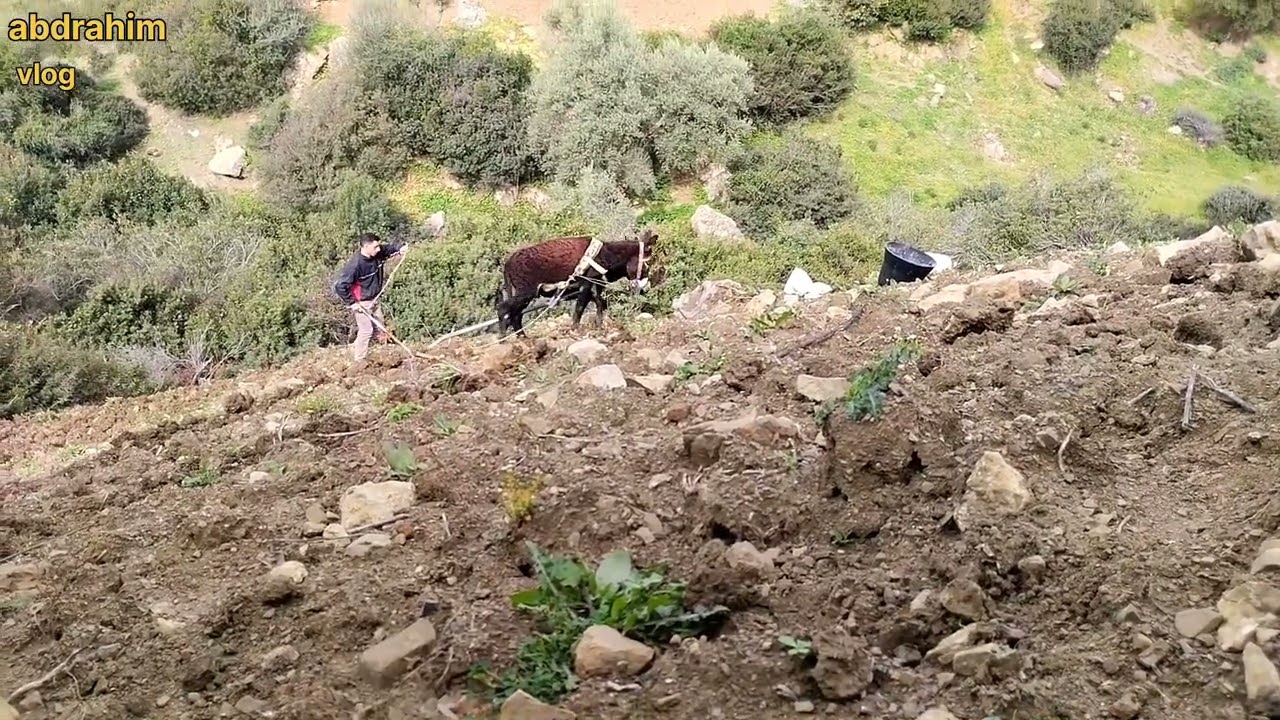 طريقة الحرت الارض بالبهائم حرث تقليدي الفلاح صغير لي شاف هاد فديو دير لايك
