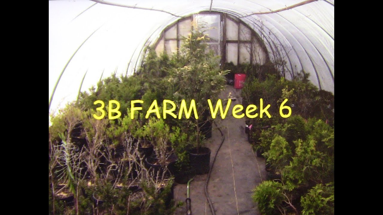 3B Farm week 6