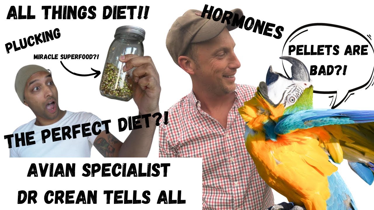 Everything Avian Diet With Dr Jason Crean! How To Feed Your Parrot Right!
