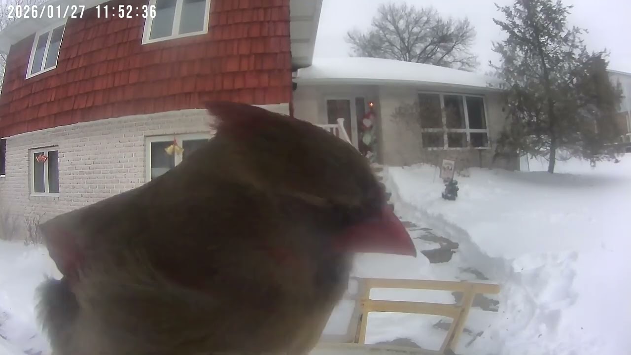 Daily Birdwatching - Netvue Birdfy Birdfeeder Cam - January 27, 2026