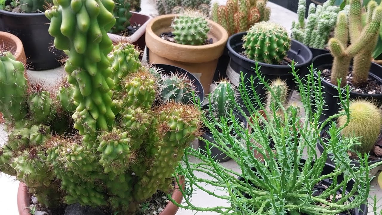 CACTO MONSTRO 🌵 🌵 🌵E A COLEÇÃO!