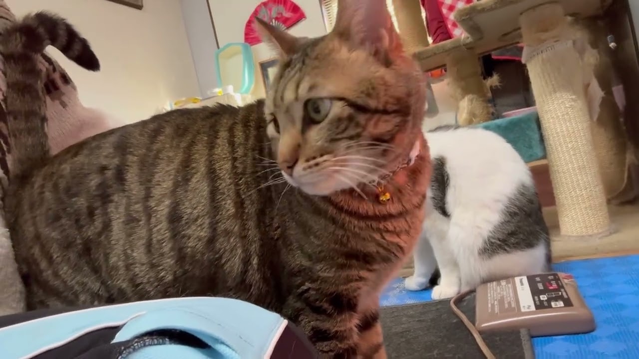 【猫様動画】猫又になってくれ