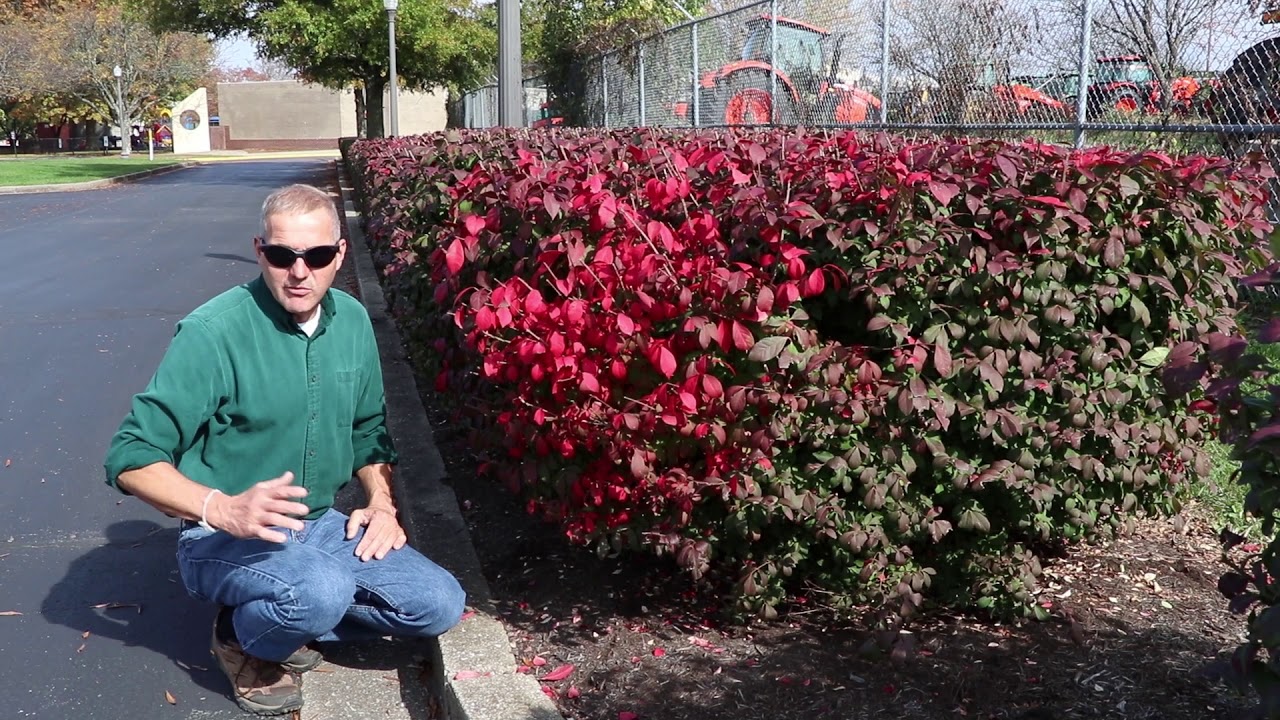 Burning Bush in KY: Good or Bad?