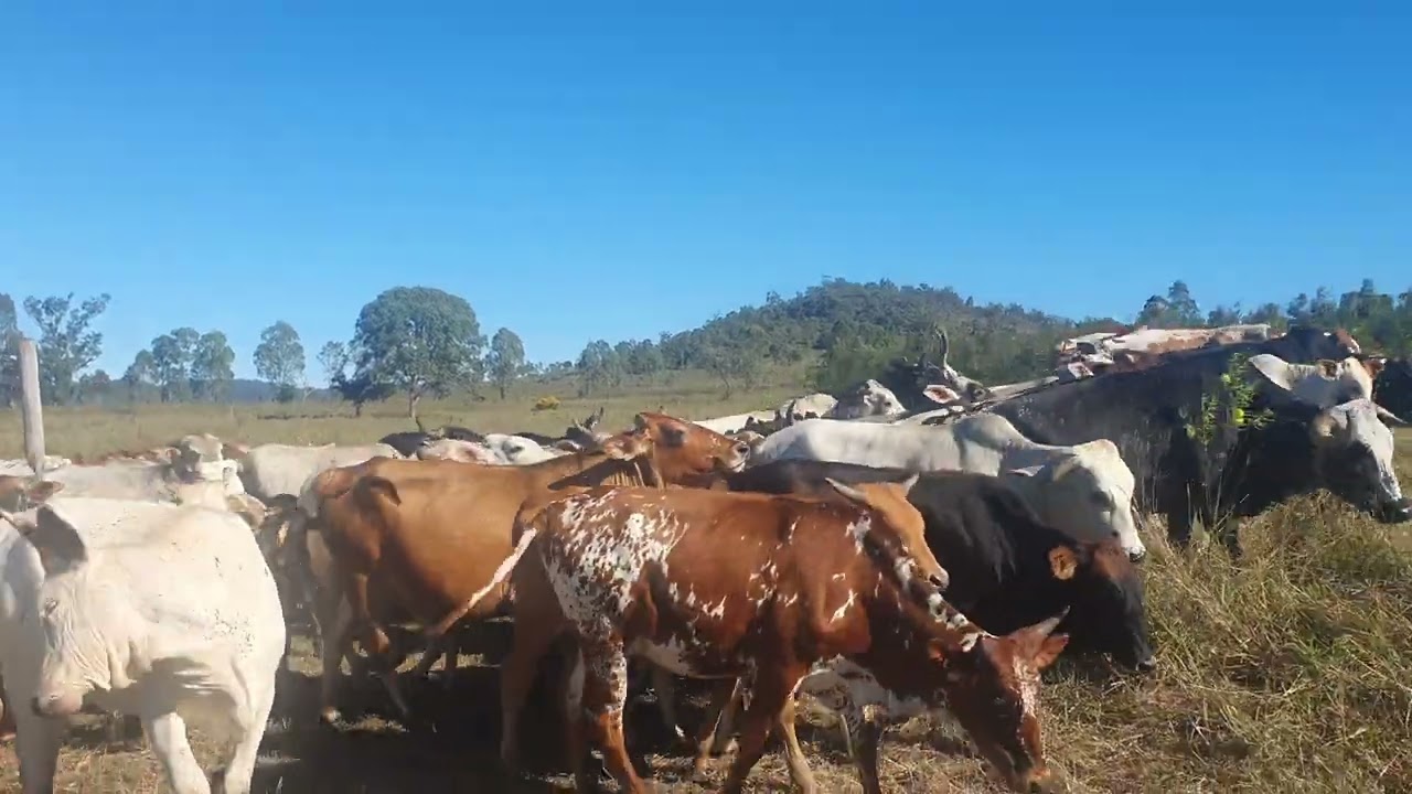 Round up at Kumbartcho Project Farm.