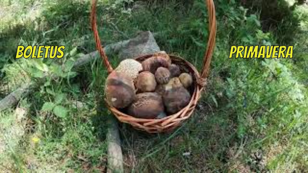 Boletus pinophilus de primavera 2022