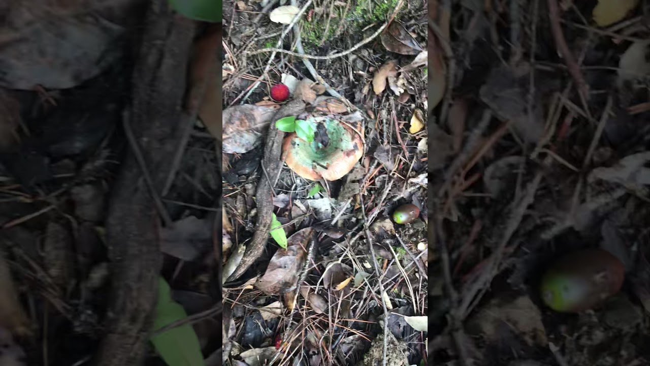 Rovell&oacute; Vinader LACTARIUS SANGUIFLUUS octubre del 2020 zona a punto de brotada &eacute;pica!!