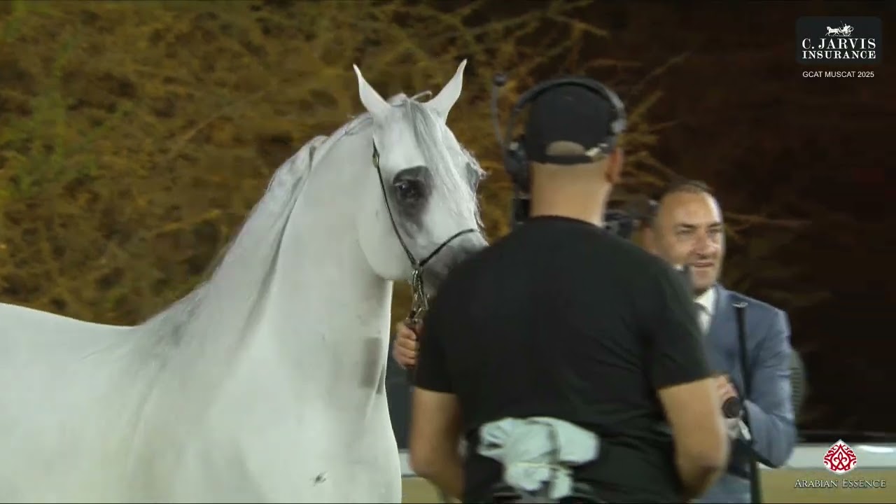 N.116 BERLIN MP - GCAT Muscat 2025 - Senior Stallions - Section B (Class 6B)