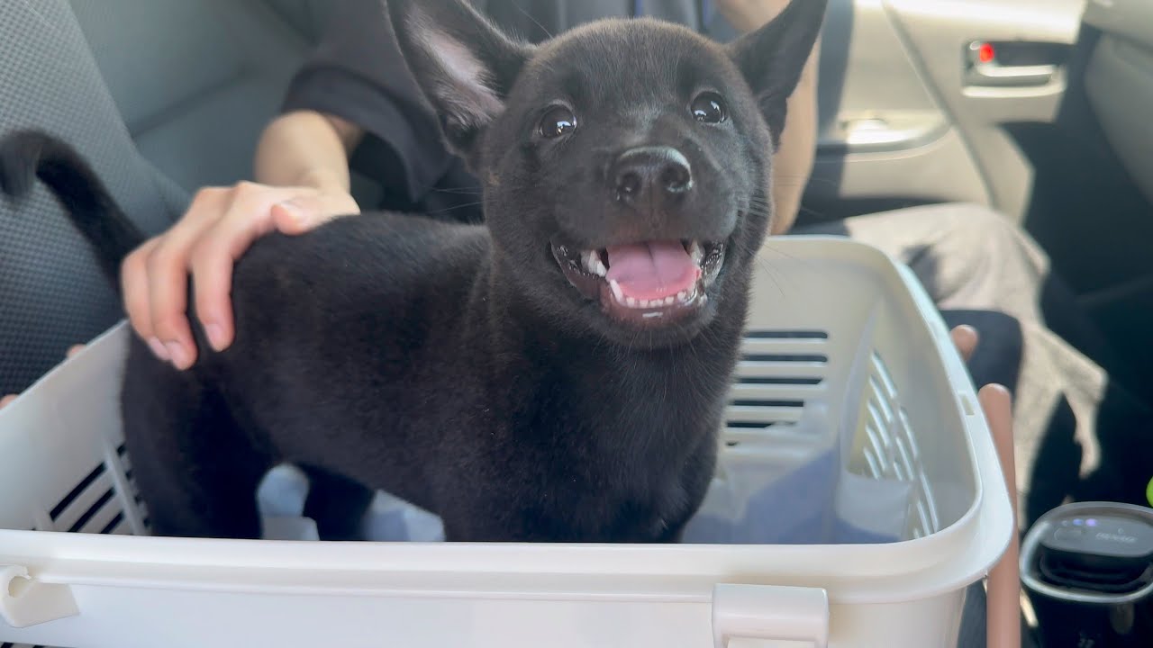 秋田犬はなちゃんに待望の妹がやって来ました。