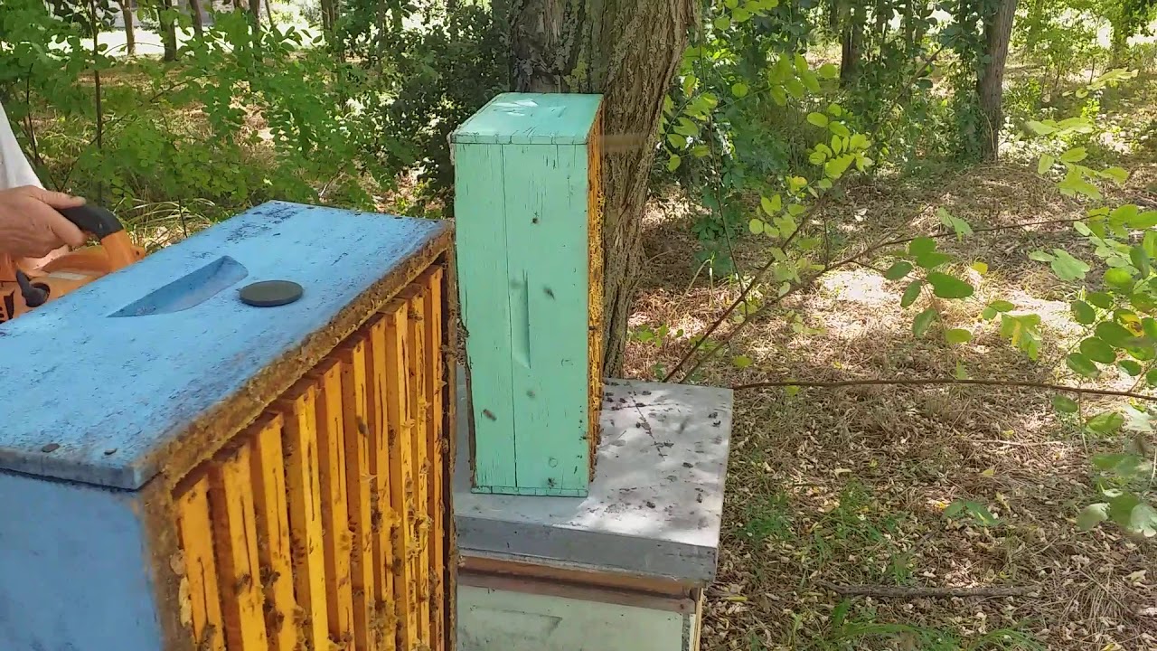 Odstranjivanje pcela iz medista