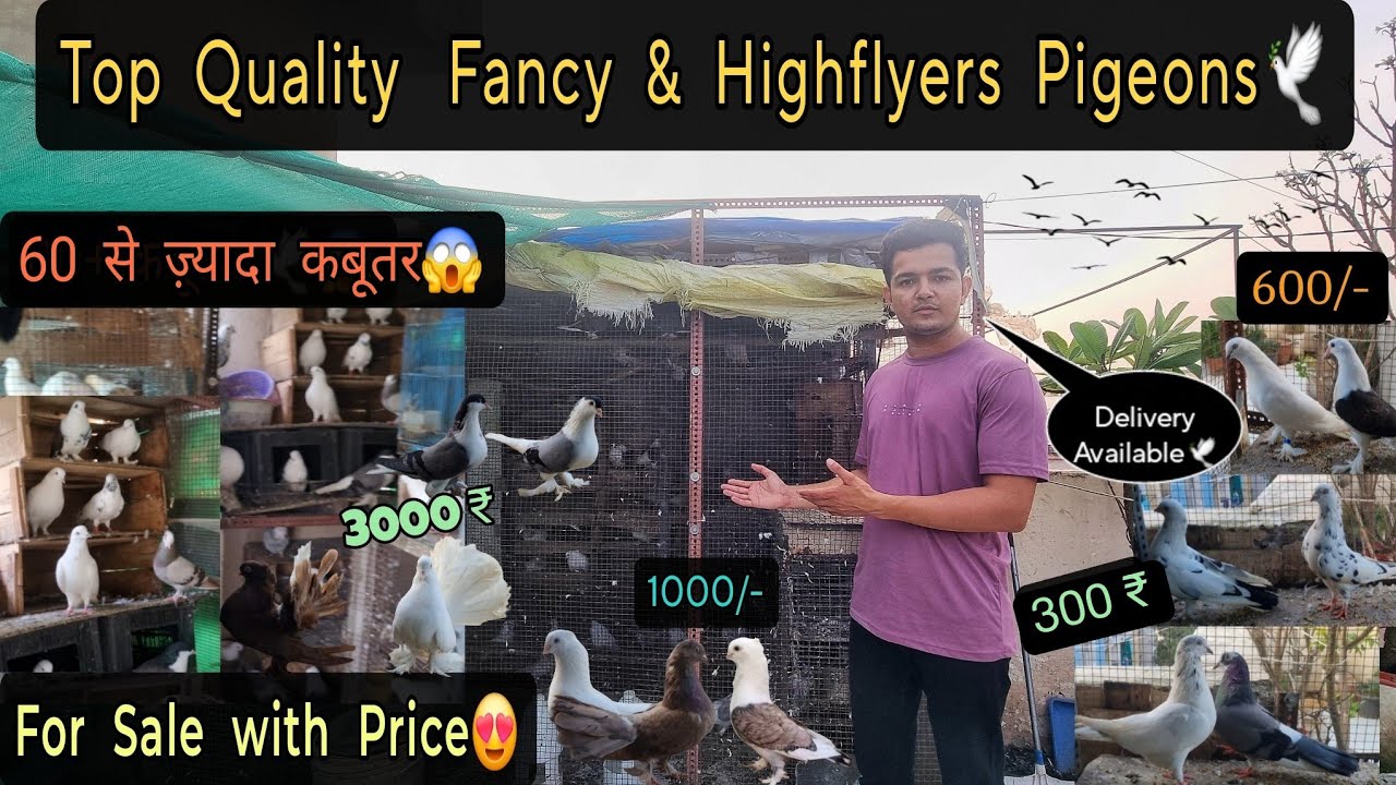 Top Quality Fancy & Highflyer Pigeons For Sale With Price 🤩🕊