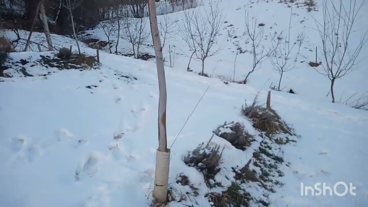 Перше обприскування саду бордоською сумішшю в 26році.