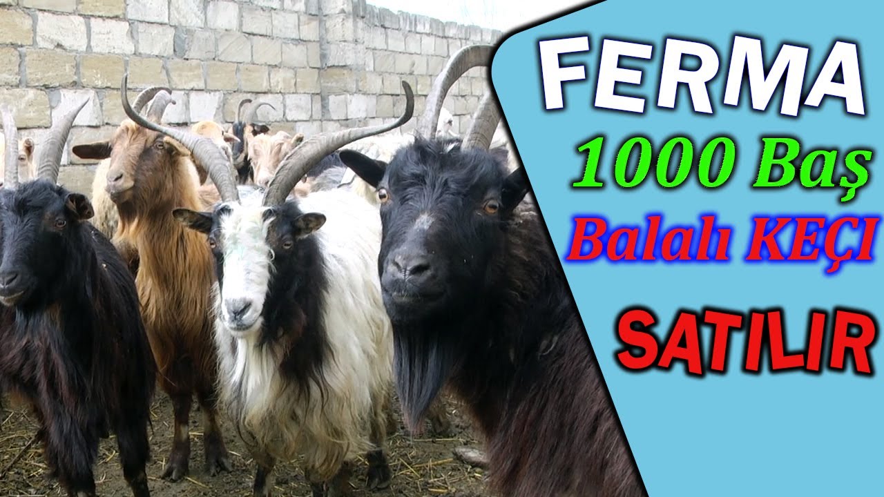 Yani Balali Keciler SATİLDİ