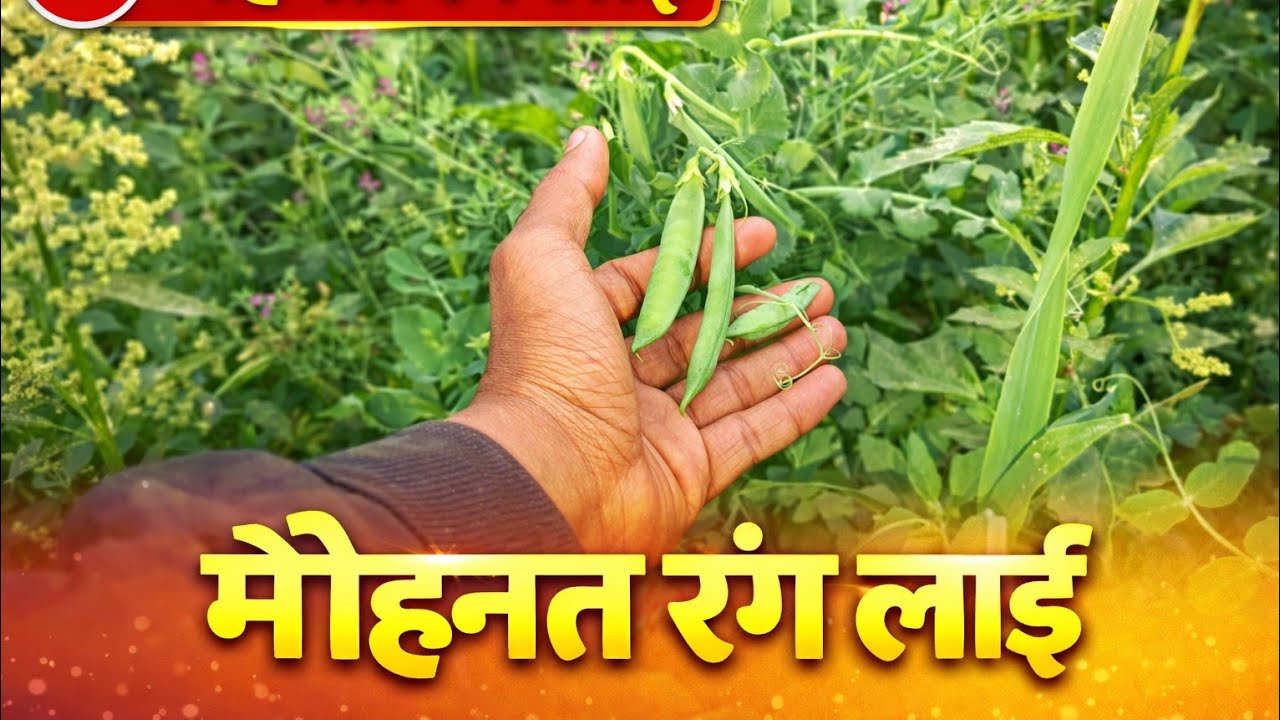 Mehnat Rang Lai😀