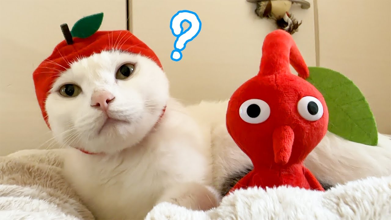 りんごを被ったらピクミンになっちゃった猫チロさんｗ