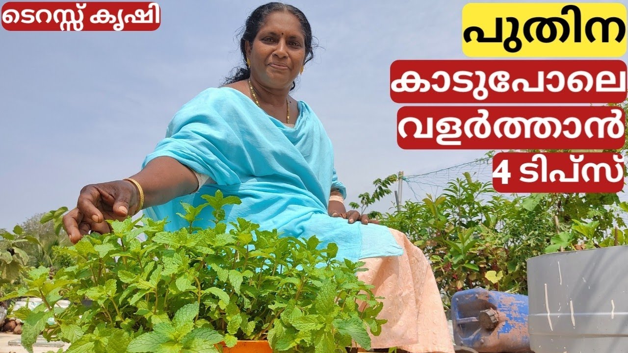 Best planting tips for puthina | പുതിന വളർത്താനുള്ള ടിപ്സ് | Mint farming tips | Malayalam