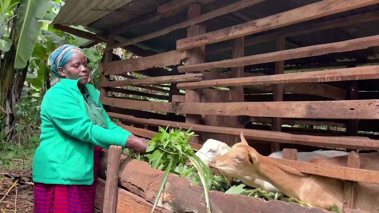 MRADI WA MBUZI