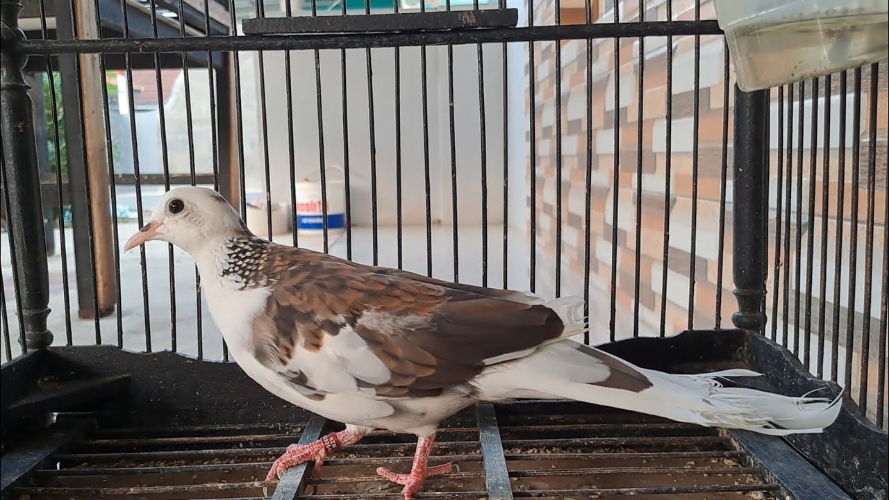 Tutorial atau Cara Packing Burung Untuk Dikirim ke Luar Kota 🕊 Burung Derkuku Blorok Plangkok