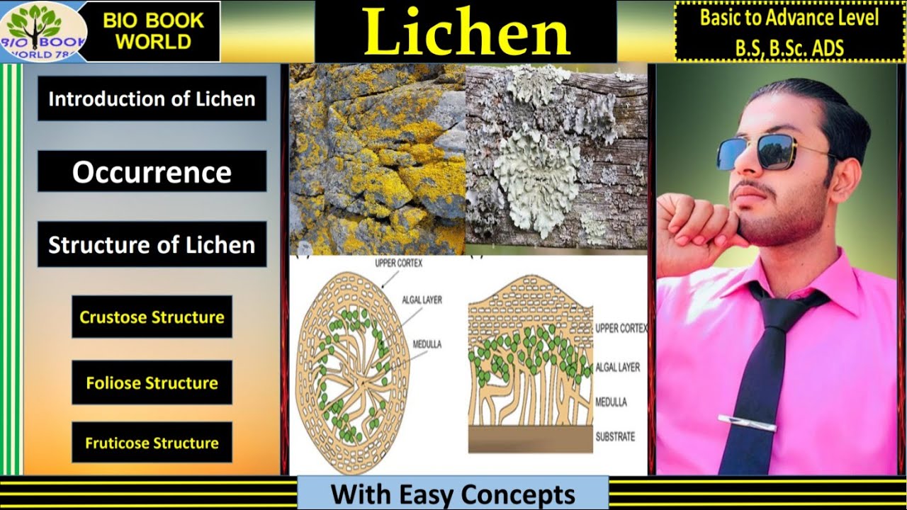 Introduction of Lichen | Occurrence | Thallus structure of lichen | Hindi | B.S | B.Sc