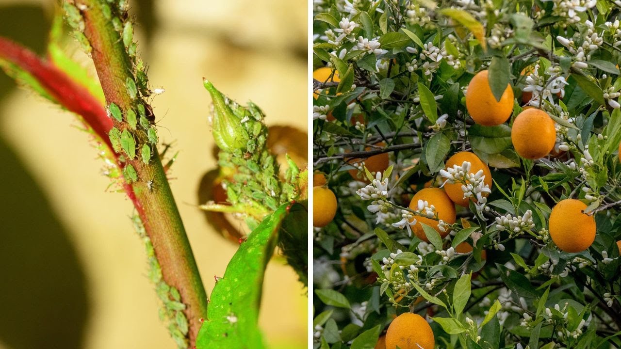 Aphid and Scale Infestations On Citrus Trees!! What You Need To Know