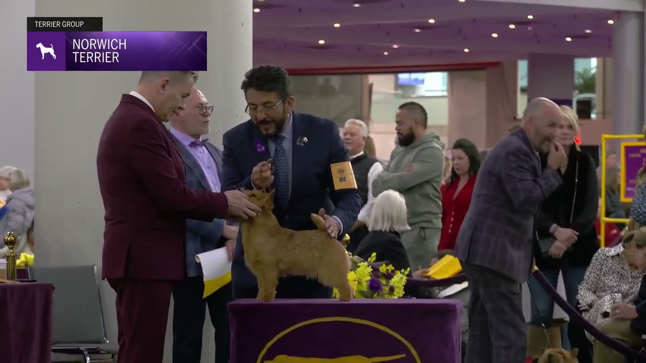 Norwich Terriers | Breed Judging 2025