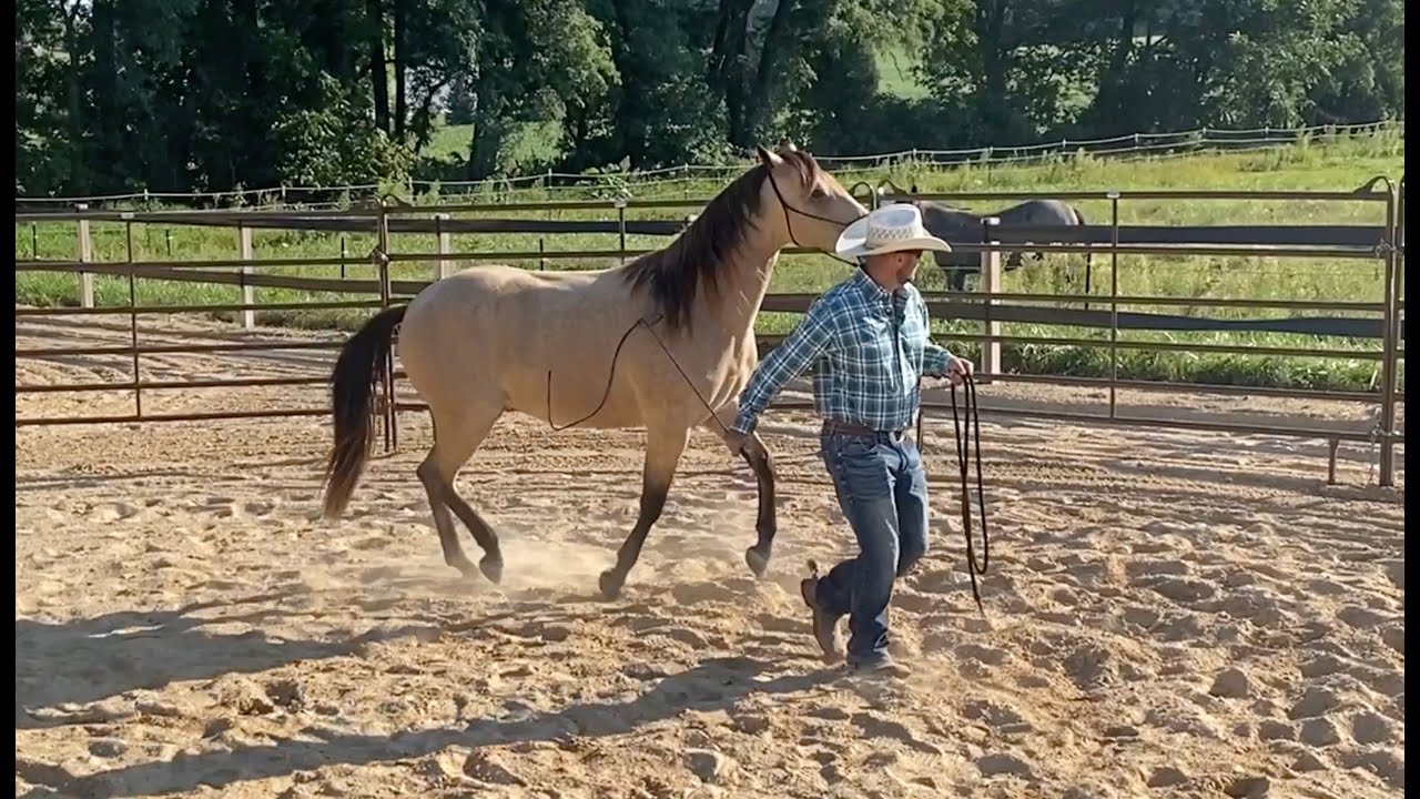 Should Your Horse Lead Behind You or Next to You?