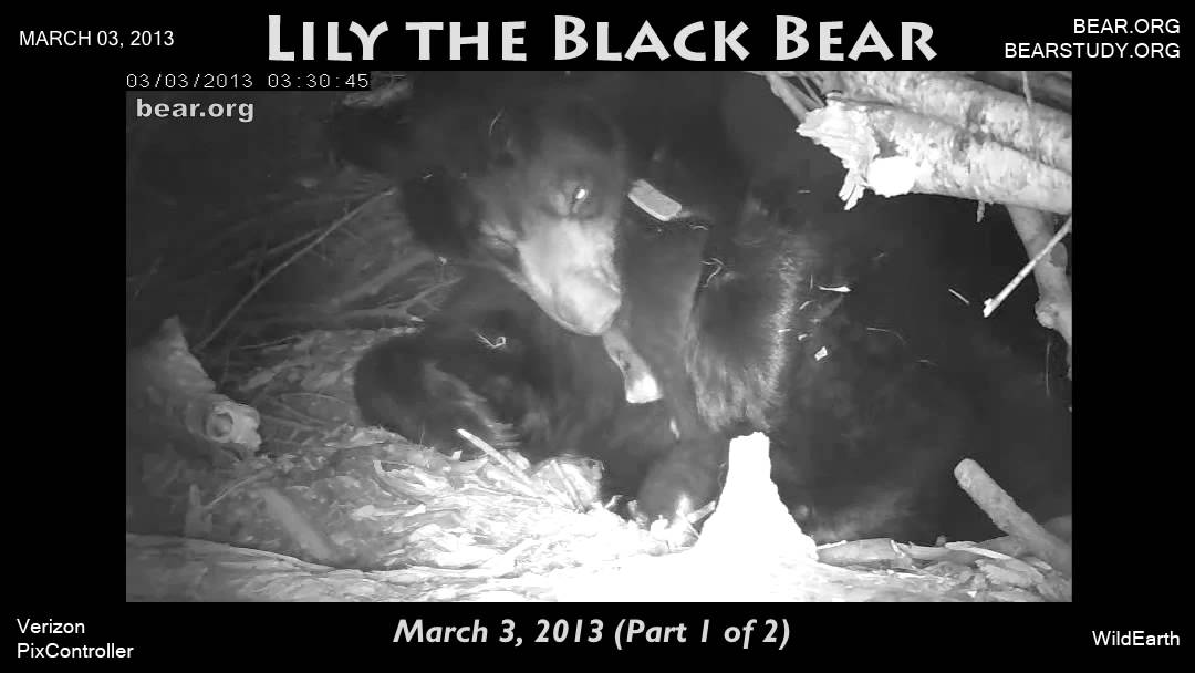 March 3, 2013 - Lily the Black Bear and her cubs - Part 1 of 2